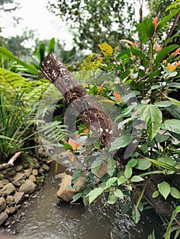 Potrait image of Vegetation grows near a fallen tree