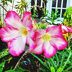 This is potrait kamboja flower photo