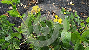 Potrait of Lantana & x28;Lantanas& x29; with black soil as background