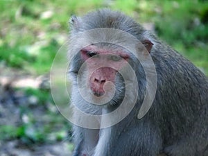 Potrait of a Monkey in India.
