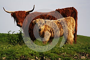 Potrait of mother and child highlander, wild cows in Europe