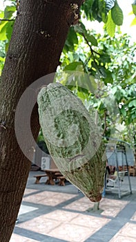 Potrait nature green kakao on a tree photo
