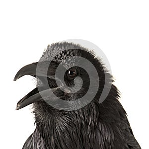 Potrait of Raven isolated on white looking at camera with beak open