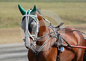 Potrait of a red horse trotter breed in motion on hippodrome.