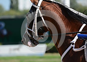 Potrait of a red horse trotter breed in motion on hippodrome.