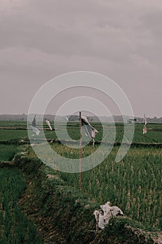 Potrait in rice field, The picture was taken January 2, 2021 in North Sumatra, Indonesia