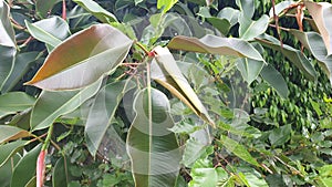Potrait of rubber fig leaf as known as rubber tree