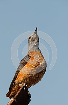 Potrait of Rufous-tailed rock thrush