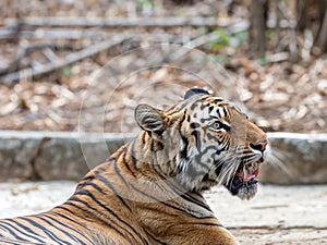 Potrait shot of Tigress Tiger in natural habitat