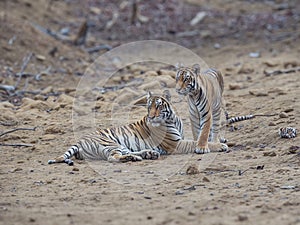 Potrait shot of Tigress Tiger in natural habitat with cub