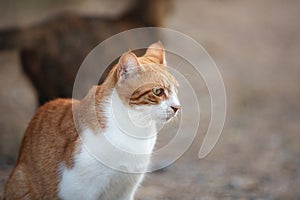 Potrait of a stray red cat. Ginger Stray cat sitting outdoors in Greece