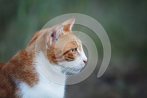 Potrait of a stray red cat. Ginger Stray cat sitting outdoors in Greece