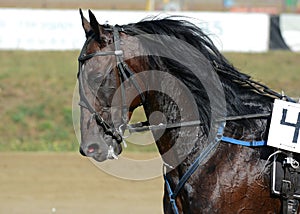 Potrait of strong dark bay horse trotter breed in motion on hippodrome.