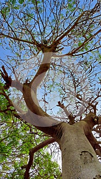 A potrait tree photo