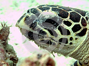 Potrait of a turtle