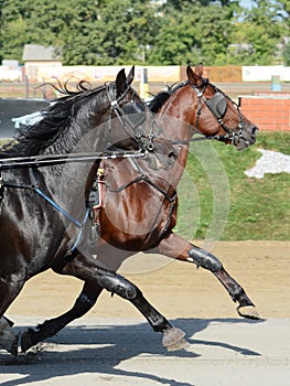 Potrait of a two horses trotter breed in motion on hippodrome.