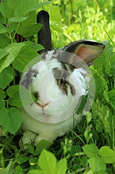 Potrait of twocollored rabbit with long ears in long grass