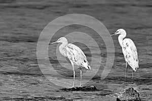 Potrait of a Western reef egret white morphed at Busaiteen coast, Bahrain