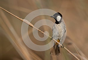 Potrait of a White-cheeked bulbul perched on reed