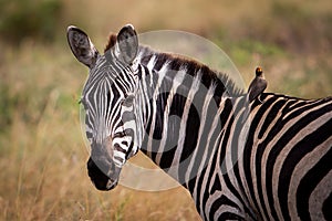 Potrait of zebra with oxpecker, Masai Mara, Kenya