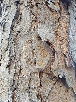 Potraits of Dry Wood Texture