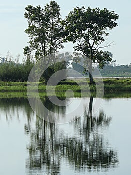 potraits of trees and its reflection photo