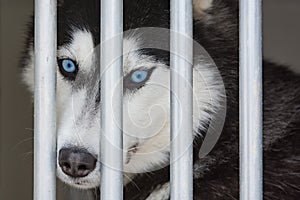 Potret of a beautiful siberian husky dog with blue eyes