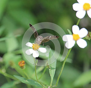 A Potrillo Skipper butterfly frontal view while feeding photo