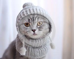 Potrt of a cute british short cat silver tabby in cold winter wearing a warm knitted hat.