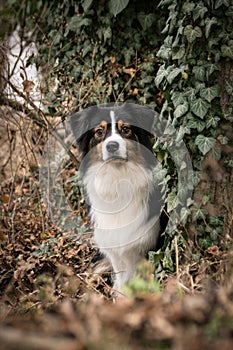 Potrtait of australian shepherd whom is sitting in ivy.