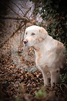 Potrtait of labrador in nature in ivy