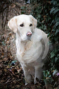 Potrtait of labrador whom is sitting in flowers