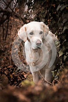 Potrtait of labrador whom is sitting in ivy.