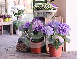 Pots with beautiful blooming blue and white hydrangea flowers for sale outside flower shop. Garden store entrance