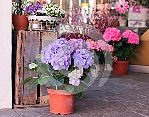 Pots with beautiful blooming pink and purple hydrangea flowers for sale outside flower shop. Garden store entrance decorated with