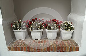 4 pots with blooming red and white flowers on wall