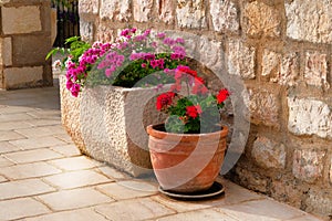 Pots with bushes of blooming plants. Landscape design. Geranium. Bushes with red and purple flowers in light ceramic flower pots