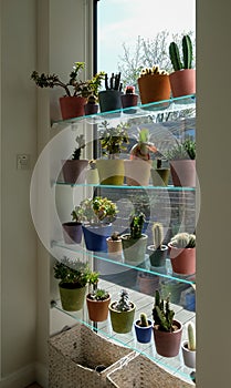 Pots of cacti and succulents displayed in front of a tall lounge window, overlooking a garden.