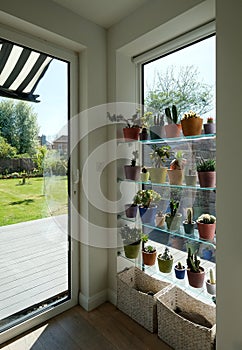 Pots of cacti and succulents displayed in front of a tall lounge window, overlooking a garden.