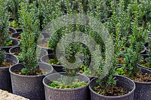 Pots with Chinese juniper Strickt seedlings on the nursery site