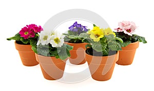 Pots with colorful Primroses