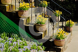 Pots with daffodils on the stairs