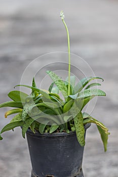 Ornamental plants blooming in pots