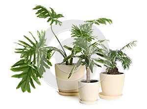 Pots with different exotic plants isolated. Home decor