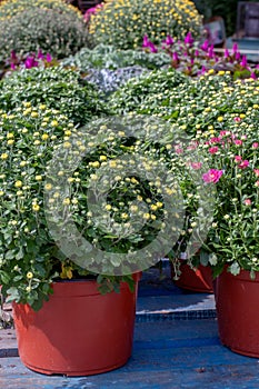 Pots of fall chrysanthemums for sale