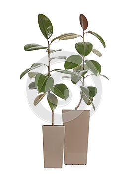 Pots with Ficus elastica plants isolated. Home decor