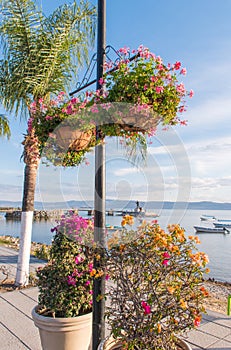 Pots of flowers along the boardwalk in Chapala, Mexico