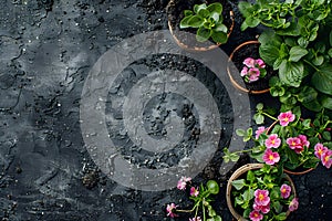 Pots, flowers and gardening tools on soil background. Spring garden works concept. Love nature