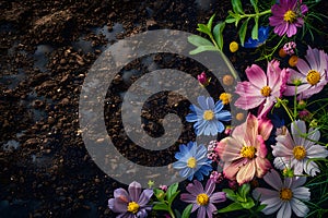 Pots, flowers and gardening tools on soil background. Spring garden works concept. Love nature