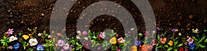 Pots, flowers and gardening tools on soil background. Spring garden works concept. Love nature